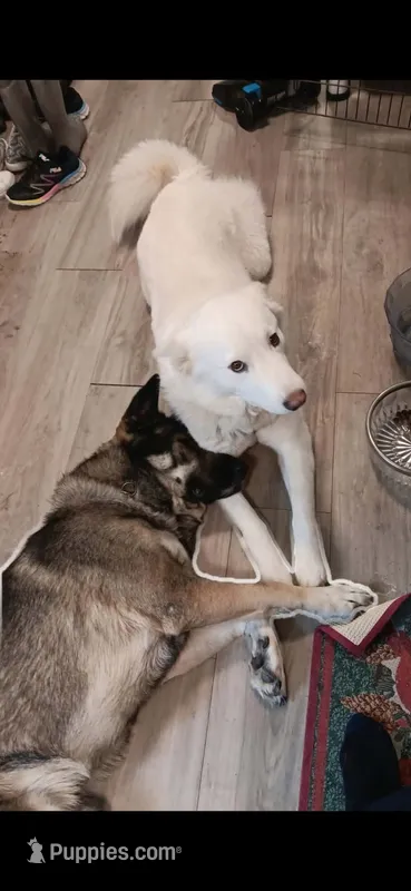 Willow – Siberian Husky puppy for sale in Rochester, NY