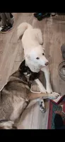 Willow, a female Siberian Husky for sale in Rochester, NY – 1 of 1
