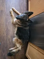 Roxie, a female German Shepherd Dog for sale in Rochester, NY – 3 of 4