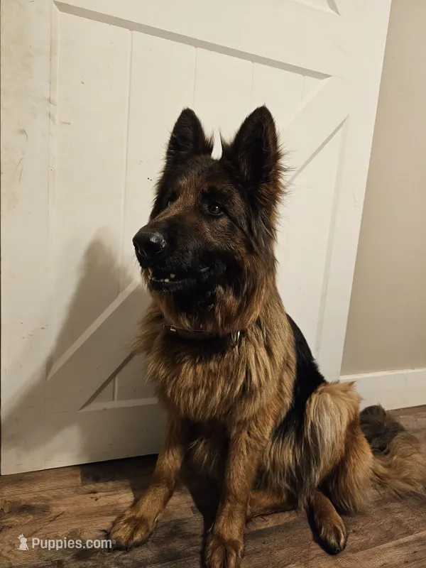 Roxie – German Shepherd Dog puppy for sale in Rochester, NY