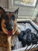 Holley, a female German Shepherd Dog for sale in Rochester, NY – 2 of 2