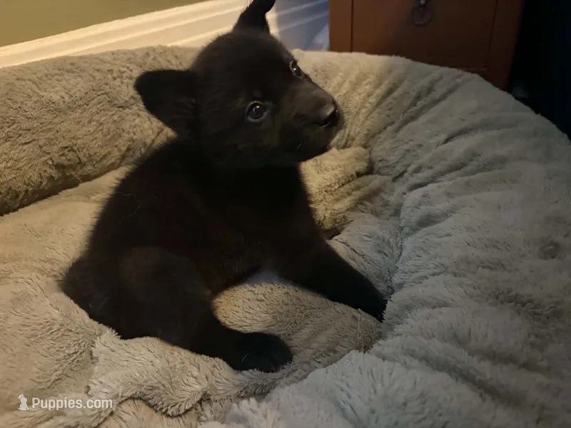 Red – German Shepherd Dog, Siberian Husky puppy for sale in Rochester, NY