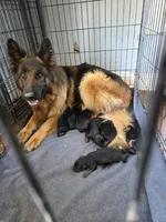 Roxie, a female German Shepherd Dog for sale in Rochester, NY – 4 of 4