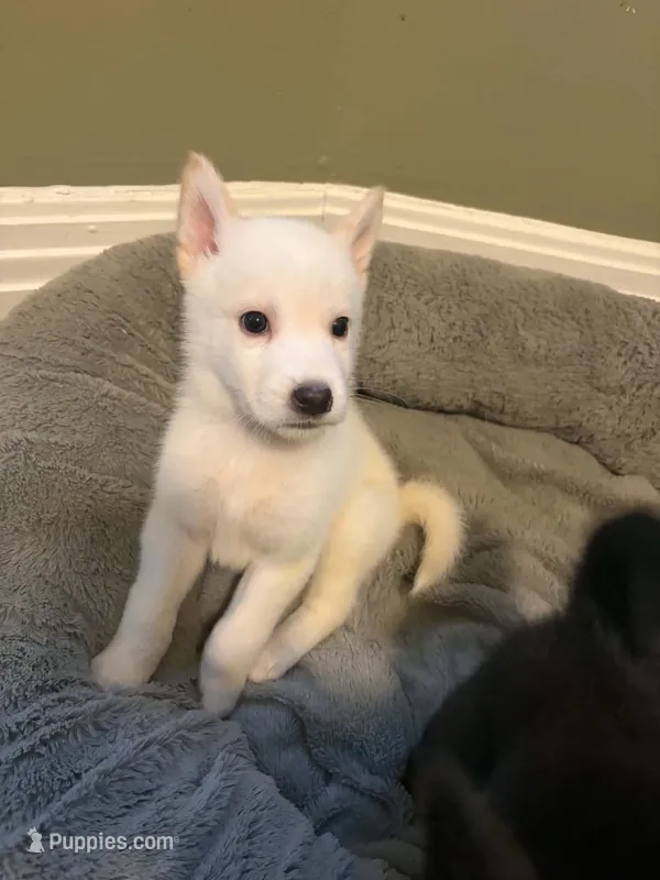 Snow – German Shepherd Dog, Siberian Husky puppy for sale in Rochester, NY