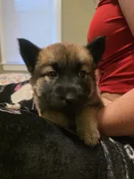 Green, a female German Shepherd Dog and Siberian Husky for sale in Rochester, NY – 3 of 3