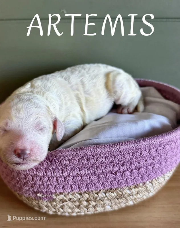 Artemis, a female Goldendoodle and Miniature Aussiedoodle for sale in Tampa, FL – Photo 1 of 1
