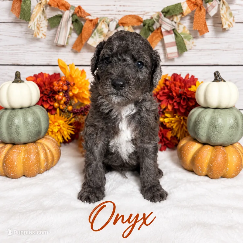 Onyx – Goldendoodle, Miniature Aussiedoodle puppy for sale in Land O Lakes, FL