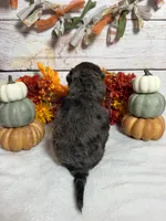 Onyx, a male Goldendoodle and Miniature Aussiedoodle for sale in Land O Lakes, FL – 3 of 7