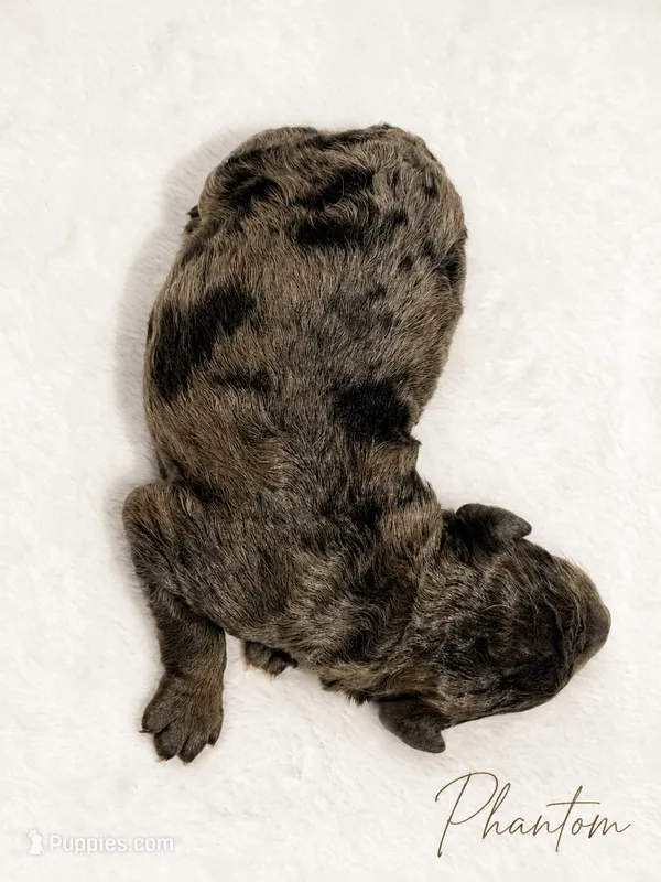 Phantom – Goldendoodle, Miniature Aussiedoodle puppy for sale in Land O Lakes, FL