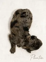 Phantom, a male Goldendoodle and Miniature Aussiedoodle for sale in Land O Lakes, FL – 1 of 1