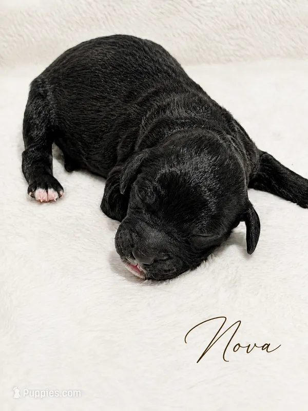Nova – Goldendoodle, Miniature Aussiedoodle puppy for sale in Land O Lakes, FL