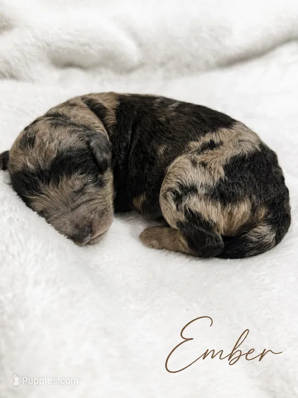 Ember  – Aussiedoodle, Miniature Goldendoodle puppy for sale in Land O Lakes, FL
