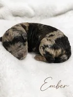 Ember , a female Aussiedoodle and Miniature Goldendoodle for sale in Land O Lakes, FL – 1 of 1
