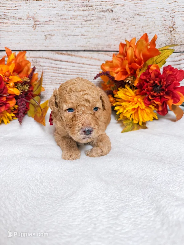 Sable – Goldendoodle, Miniature Aussiedoodle puppy for sale in Land O Lakes, FL