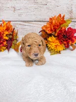 Sable, a female Goldendoodle and Miniature Aussiedoodle for sale in Land O Lakes, FL – 3 of 6