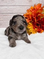 Ember , a female Aussiedoodle and Miniature Goldendoodle for sale in Land O Lakes, FL – 6 of 8