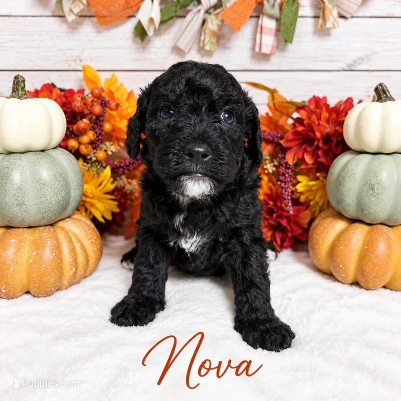 Nova – Goldendoodle, Miniature Aussiedoodle puppy for sale in Land O Lakes, FL