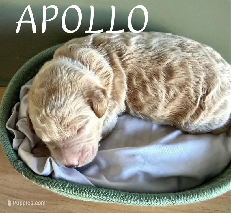 Apollo, a male Goldendoodle and Miniature Aussiedoodle for sale in Tampa, FL – Photo 1 of 1