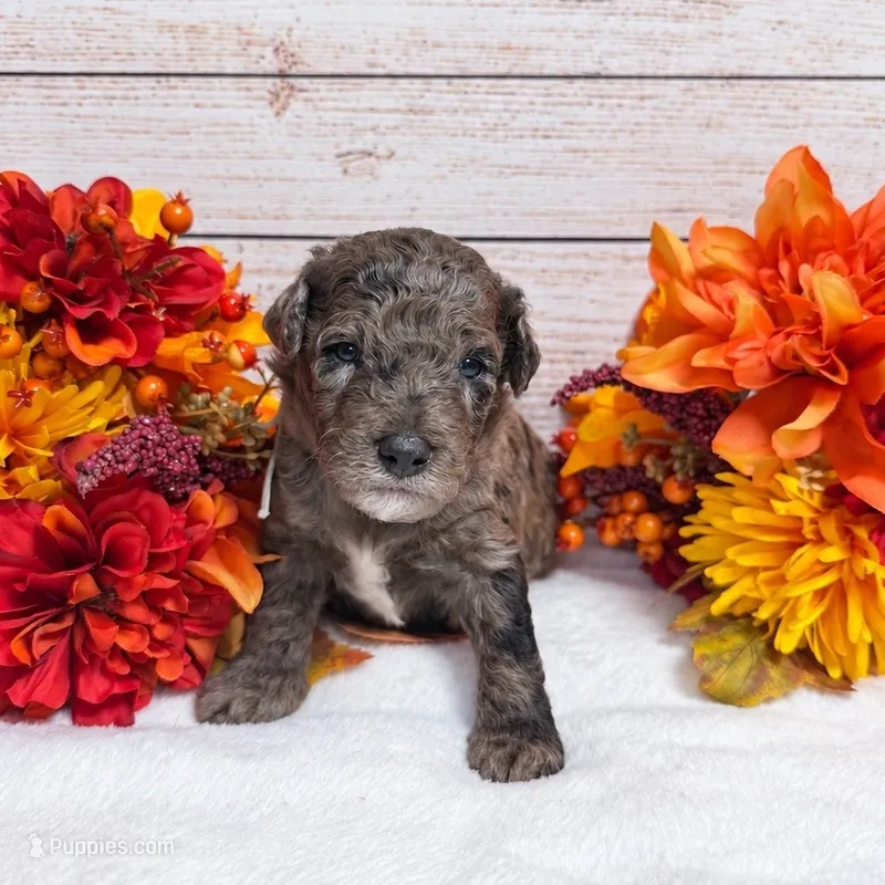 Nox – Goldendoodle, Miniature Aussiedoodle puppy for sale in Land O Lakes, FL