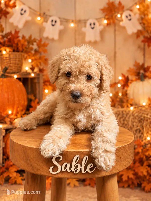 Sable – Goldendoodle, Miniature Aussiedoodle puppy for sale in Land O Lakes, FL