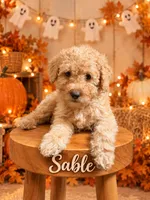 Sable, a female Goldendoodle and Miniature Aussiedoodle for sale in Land O Lakes, FL – 1 of 6