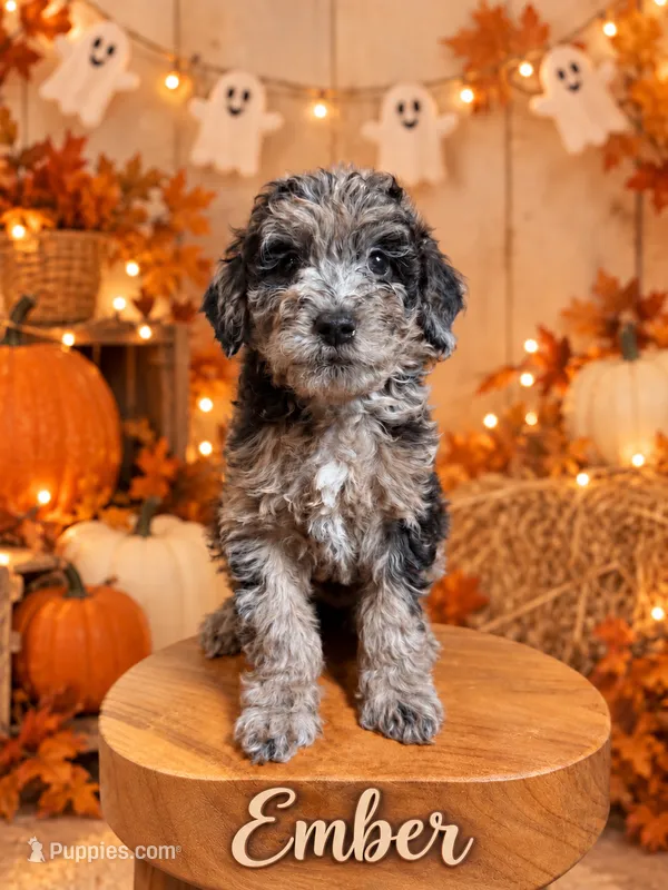 Ember  – Aussiedoodle, Miniature Goldendoodle puppy for sale in Land O Lakes, FL