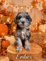 Ember , a female Aussiedoodle and Miniature Goldendoodle for sale in Land O Lakes, FL – 1 of 8