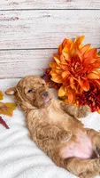 Sable, a female Goldendoodle and Miniature Aussiedoodle for sale in Land O Lakes, FL – 6 of 6