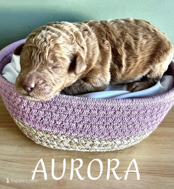 Aurora, a female Goldendoodle and Miniature Aussiedoodle for sale in Tampa, FL – Photo 1 of 1
