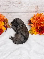 Phantom, a male Goldendoodle and Miniature Aussiedoodle for sale in Land O Lakes, FL – 6 of 6