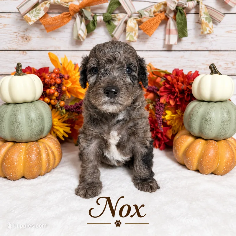 Nox – Goldendoodle, Miniature Aussiedoodle puppy for sale in Land O Lakes, FL