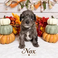 Nox, a male Goldendoodle and Miniature Aussiedoodle for sale in Land O Lakes, FL – 2 of 7