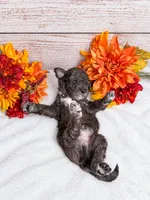 Onyx, a male Goldendoodle and Miniature Aussiedoodle for sale in Land O Lakes, FL – 7 of 7