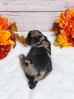 Ember , a female Aussiedoodle and Miniature Goldendoodle for sale in Land O Lakes, FL – 8 of 8