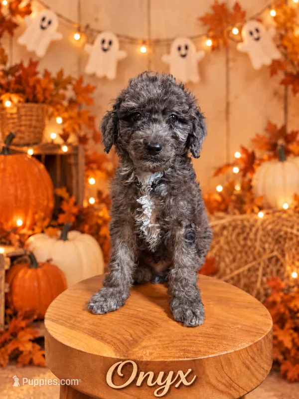 Onyx – Goldendoodle, Miniature Aussiedoodle puppy for sale in Land O Lakes, FL