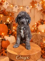 Onyx, a male Goldendoodle and Miniature Aussiedoodle for sale in Land O Lakes, FL – 1 of 7