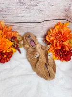 Sable, a female Goldendoodle and Miniature Aussiedoodle for sale in Land O Lakes, FL – 5 of 6