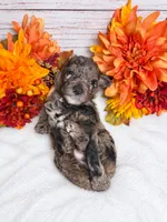Nox, a male Goldendoodle and Miniature Aussiedoodle for sale in Land O Lakes, FL – 6 of 7