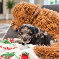 Ember , a female Aussiedoodle and Miniature Goldendoodle for sale in Land O Lakes, FL – 3 of 8