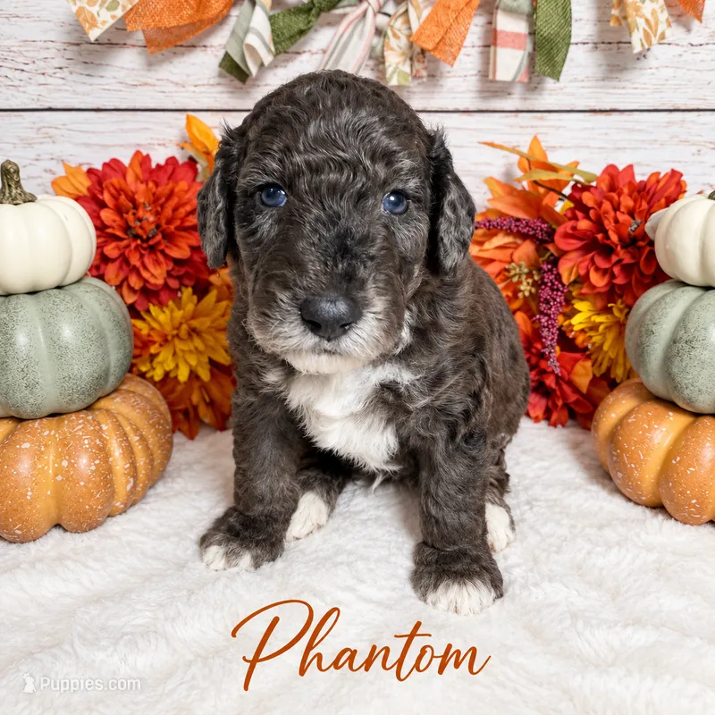 Phantom – Goldendoodle, Miniature Aussiedoodle puppy for sale in Land O Lakes, FL