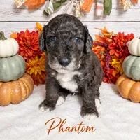 Phantom, a male Goldendoodle and Miniature Aussiedoodle for sale in Land O Lakes, FL – 2 of 6