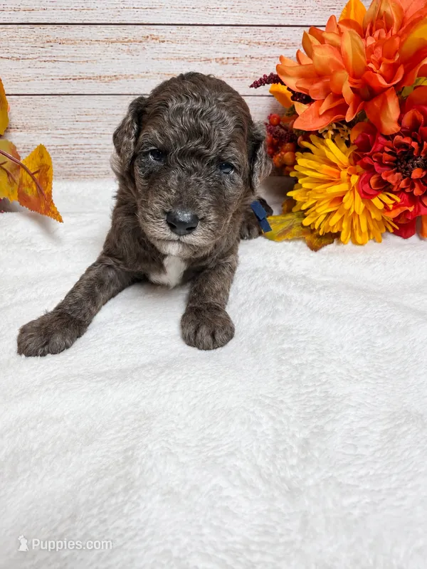 Onyx – Goldendoodle, Miniature Aussiedoodle puppy for sale in Land O Lakes, FL