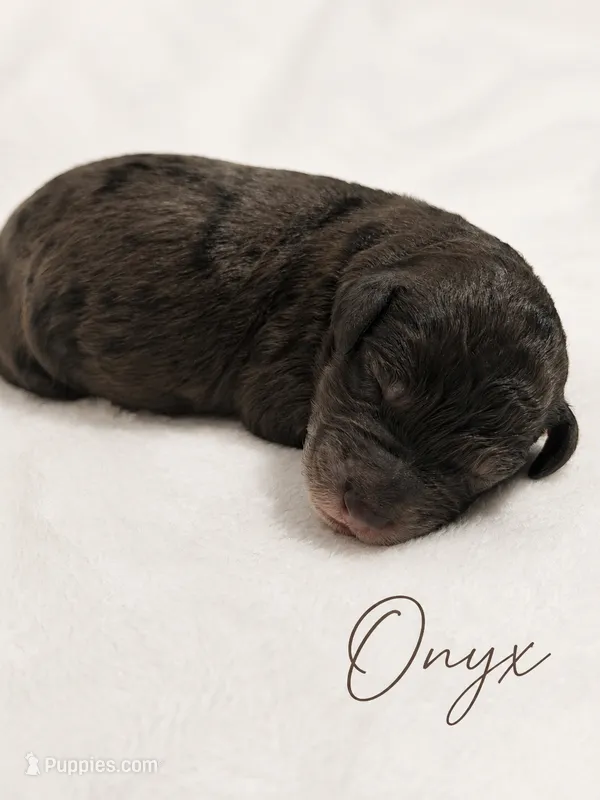 Onyx – Goldendoodle, Miniature Aussiedoodle puppy for sale in Land O Lakes, FL