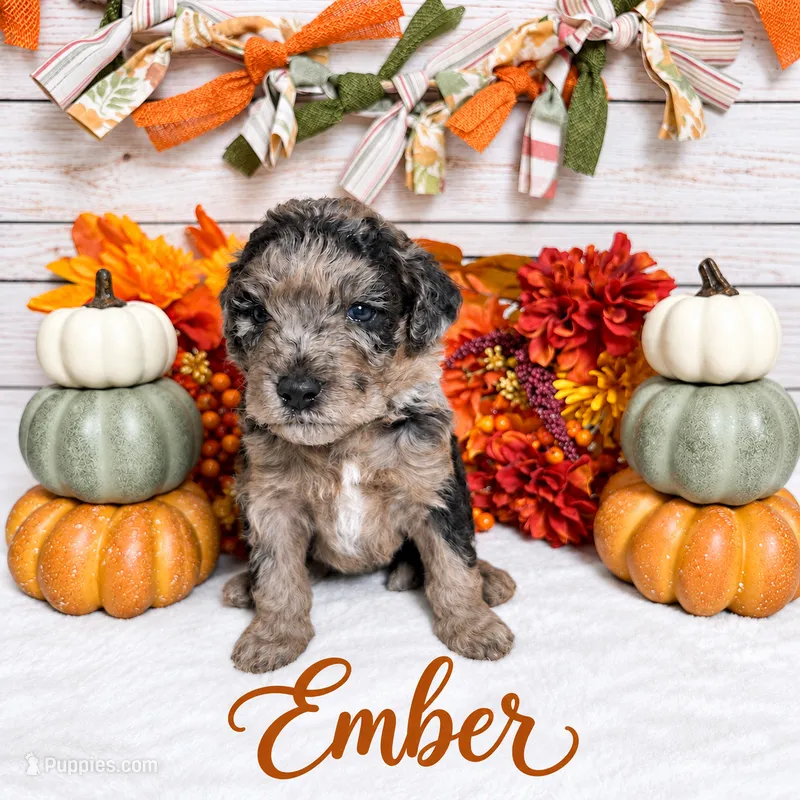 Ember  – Aussiedoodle, Miniature Goldendoodle puppy for sale in Land O Lakes, FL