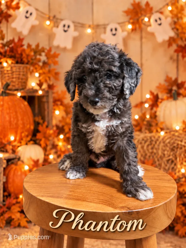 Phantom – Goldendoodle, Miniature Aussiedoodle puppy for sale in Land O Lakes, FL