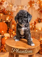 Phantom, a male Goldendoodle and Miniature Aussiedoodle for sale in Land O Lakes, FL – 1 of 6