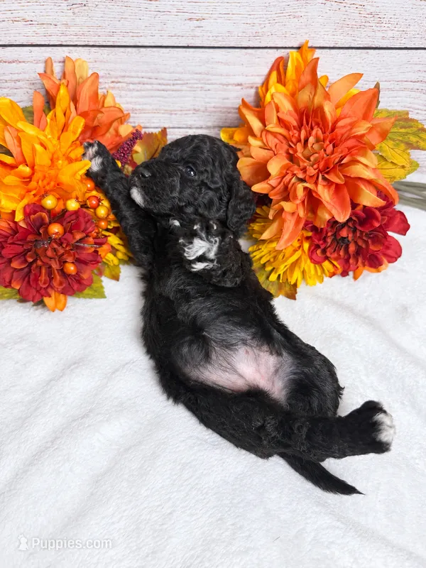 Nova – Goldendoodle, Miniature Aussiedoodle puppy for sale in Land O Lakes, FL