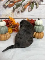 Phantom, a male Goldendoodle and Miniature Aussiedoodle for sale in Land O Lakes, FL – 3 of 6