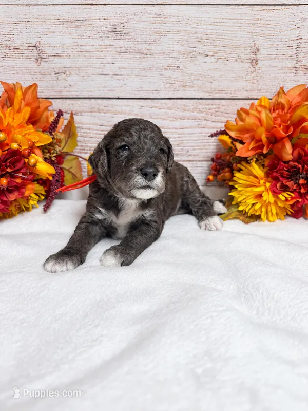 Phantom – Goldendoodle, Miniature Aussiedoodle puppy for sale in Land O Lakes, FL