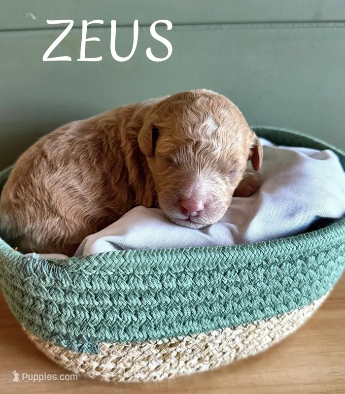 Zeus, a male Goldendoodle and Miniature Aussiedoodle for sale in Tampa, FL – Photo 1 of 1